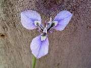 Moraea debilis